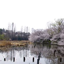 桜のシーズンの善福寺公園