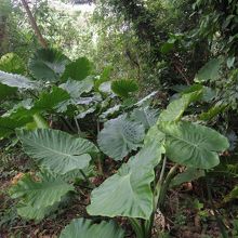 トトロの傘と同じ葉