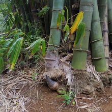竹の根元からたけのこが！