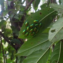 何故かこの葉の裏に集まるらしい