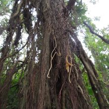 根の先端は新しくまだ白い