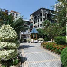 南国的な植物たち