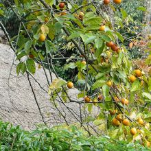 茅葺き屋根と柿。