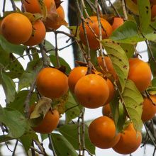 大きい実がなっています。