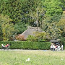 落柿舎前のあずき畑。