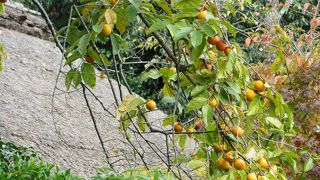 落柿舎の柿。秋の訪れです。