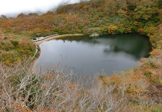 標高1099ｍの岐阜と福井の県境にある池で、絶滅危惧種に指定されているヤシャゲンゴロウが生息しています