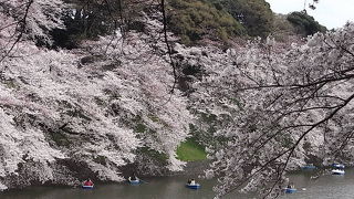 花見に行くならここ