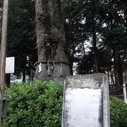 かながわ名木100選の大樹のこと・・深見神社