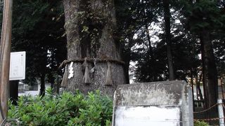 かながわ名木100選の大樹のこと・・深見神社