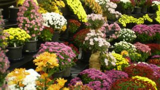 さっぽろ菊まつりの大きな花壇