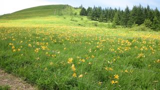 山一面を黄色く彩るニッコウキスゲが見事でした
