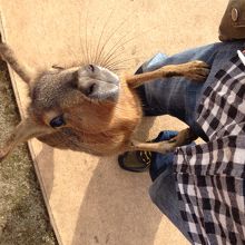 この子はマーラです。手に持っているエサをおねだり