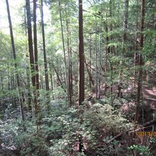 道のりはこんな山の中