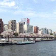 桜に覆われる隅田公園