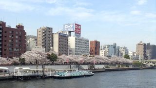 公園全体が桜に覆われる