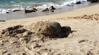 ウミガメに会うには、早い時間がお勧めかも？