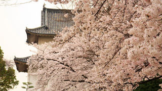 桜の多い場所。