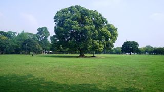 城の敷地内の広大な公園