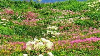 高山植物の宝庫でまるで楽園のようだった伊吹山