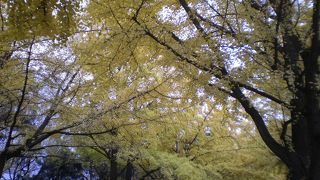 黄色い葉が散り始めている