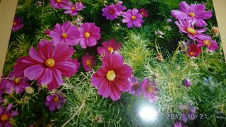 コスモスがたくさん咲いています