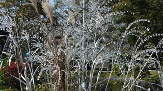 ガラスのすすき、綺麗でした