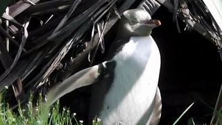 自然なペンギンを見たければここ