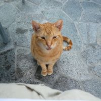 朝食会場に毎朝出勤のにゃんこ