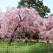 御所を取り巻く巨大な公園。