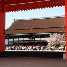 左近の桜が美しい。