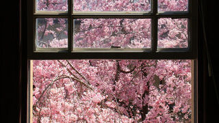 中庭には見事な枝垂れ桜。