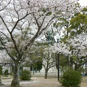 満開の桜に囲まれて伊能忠敬記念像が