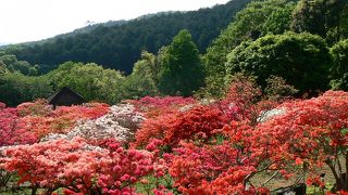 満開のツツジで山が埋め尽くされていた