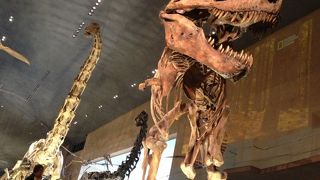 豊富過ぎる展示！