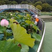 プール跡地が蓮の池に生まれ変わり