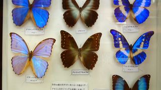蝶の標本が充実展示