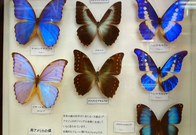 蝶の標本が充実展示