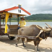 憧れの水牛車。サイコーです！