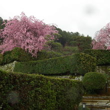 参道奥に咲く枝垂れ櫻