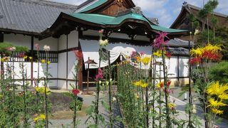 秋の「嵯峨菊展」。