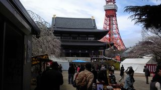桜の時期が素晴らしい徳川家菩提寺