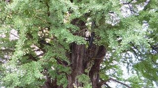 大イチョウ (飛騨国分寺)