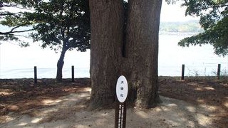 夫婦松です。この松は、一本の幹から釣り合いのとれた二本が現れ、夫婦の如く仲良く寄り添う名松との事