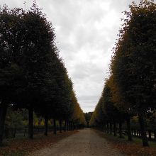 庭園脇の並木道。