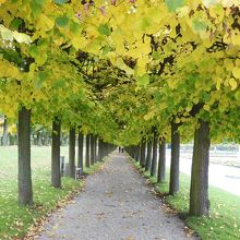 庭園脇の並木道2