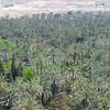 ヨーロッパ最大の椰子園