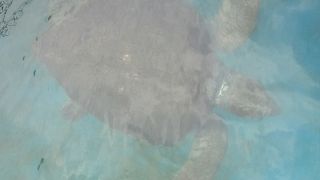 ローカルな水族館ですが以外によく出来ていて大変楽しい水族館でした。