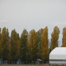 色づいた平成ポプラ並木
