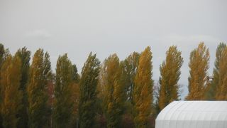 黄色く色ずくポプラ並木